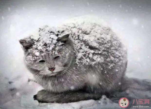 你知道感情中的弃猫效应吗 如何看待感情中的弃猫效应 你知道感情中的弃猫效应吗 如何看待感情中的弃猫效应