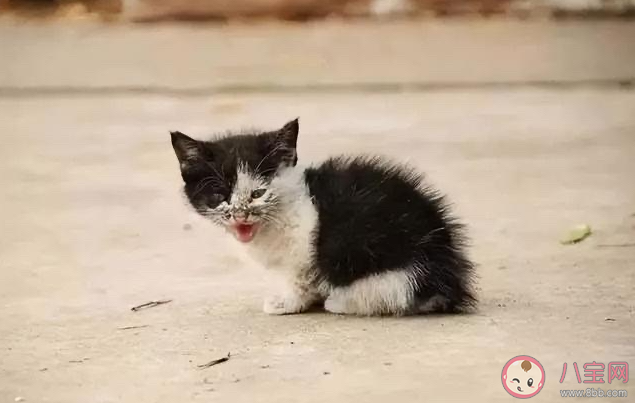 你知道感情中的弃猫效应吗 如何看待感情中的弃猫效应 你知道感情中的弃猫效应吗 如何看待感情中的弃猫效应