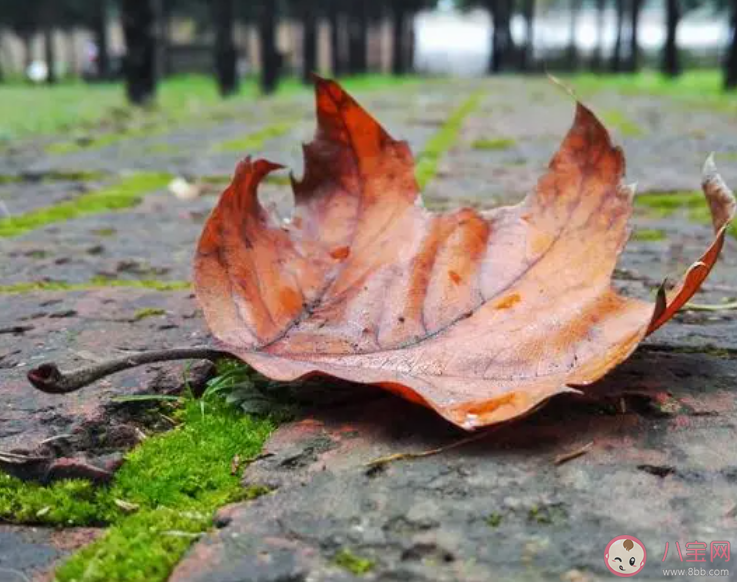 树木到了秋季落叶是和叶子的哪种特点有关 蚂蚁庄园10月18日答案