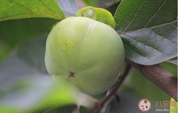 蚂蚁庄园以下哪种秋季水果曾被古人用来染布 10月18日答案介绍