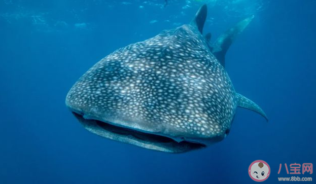 哪种鲨鱼被称为背上拥有星星的鱼 神奇海洋10月17日答案 哪种鲨鱼被称为背上拥有星星的鱼 神奇海洋10月17日答案