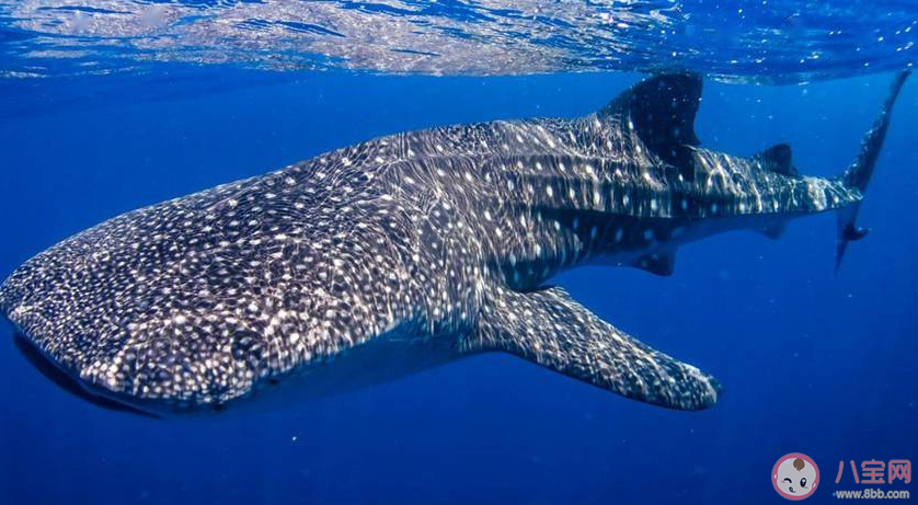 哪种鲨鱼被称为背上拥有星星的鱼 神奇海洋10月17日答案 哪种鲨鱼被称为背上拥有星星的鱼 神奇海洋10月17日答案