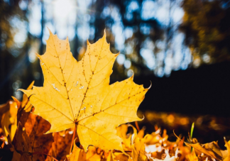 很多树木到了秋季会落叶这和叶子的哪种特点有关 蚂蚁庄园10月18日答案
