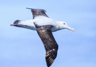 世界上现存翼展最宽的海鸟是什么 神奇海洋10月18日答案