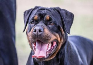 路遇恶犬怎么办 被恶犬追赶怎么办