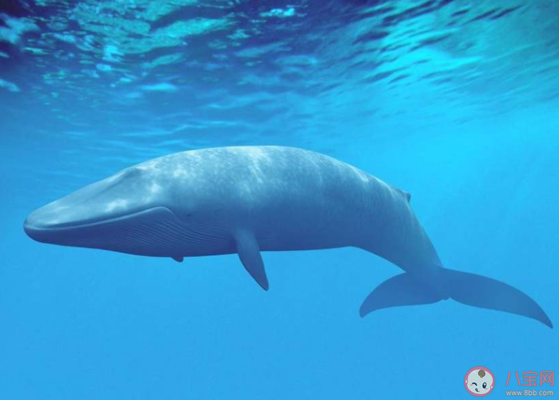 海洋中的蓝鲸和陆地上的非洲象谁的重量更大 神奇海洋10月20日答案 海洋中的蓝鲸和陆地上的非洲象谁的重量更大 神奇海洋10月20日答案