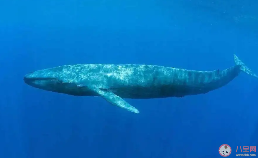海洋中的蓝鲸和陆地上的非洲象谁的重量更大 神奇海洋10月20日答案 海洋中的蓝鲸和陆地上的非洲象谁的重量更大 神奇海洋10月20日答案