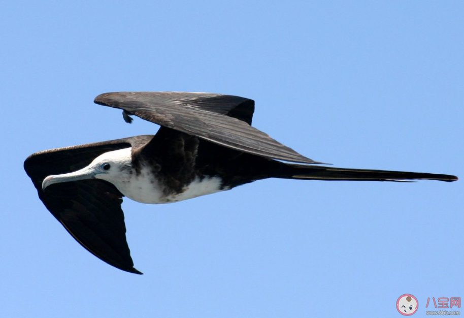 以下哪种海鸟的羽毛不能沾水主要靠抢夺食物为生 神奇海洋10月20日答案