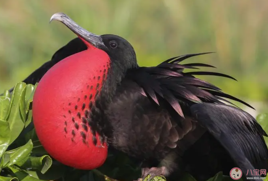 以下哪种海鸟的羽毛不能沾水主要靠抢夺食物为生 神奇海洋10月20日答案