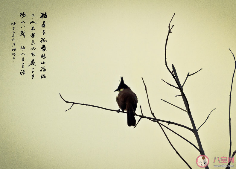 枯藤老树昏鸦小桥流水人家描写的是哪个季节的景物 蚂蚁庄园10月21日答案最新 枯藤老树昏鸦小桥流水人家描写的是哪个季节的景物 蚂蚁庄园10月21日答案最新