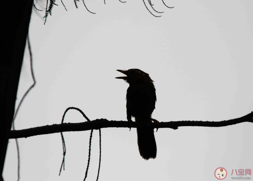 枯藤老树昏鸦小桥流水人家描写的是哪个季节的景物 蚂蚁庄园10月21日答案最新 枯藤老树昏鸦小桥流水人家描写的是哪个季节的景物 蚂蚁庄园10月21日答案最新