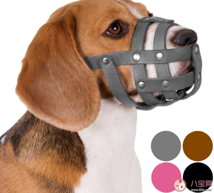 狗嘴套销量近期倍增部分店铺卖断货 遛狗要注意哪些事情