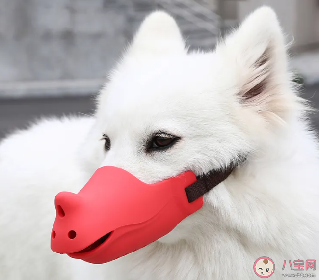 狗狗嘴套应该如何挑选 给狗狗买嘴套要注意些什么