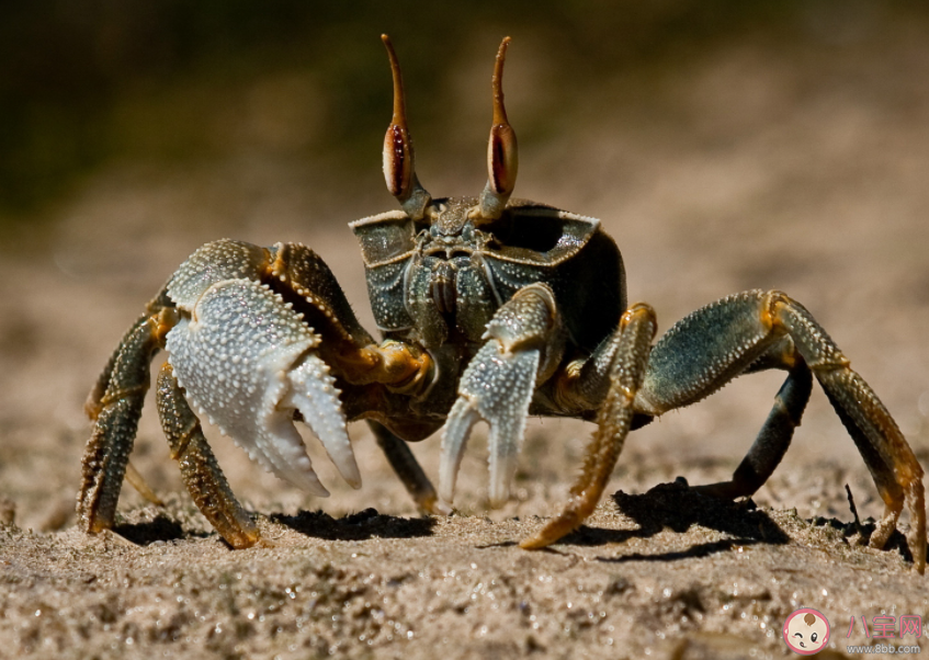 螃蟹会吃虾吗 螃蟹要脱壳几次