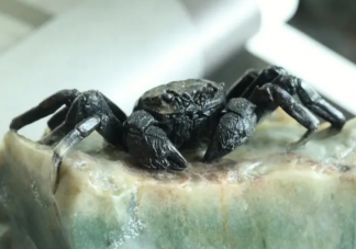 螃蟹会吃虾吗 螃蟹要脱壳几次