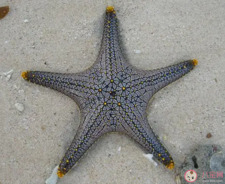 海星有嘴巴吗 神奇海洋10月21日答案