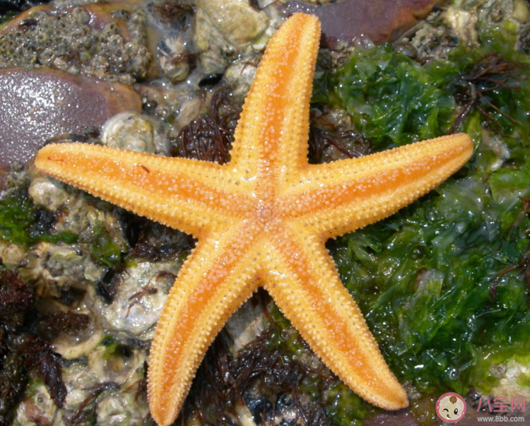 海星有嘴巴吗 神奇海洋10月21日答案