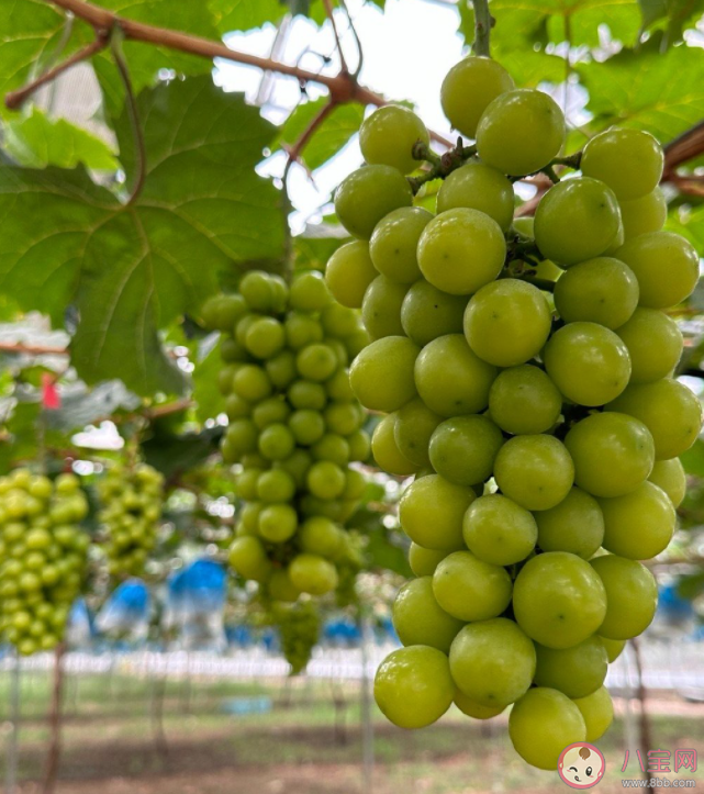 为什么阳光玫瑰变便宜也变难吃了 阳光玫瑰是如何传入中国的