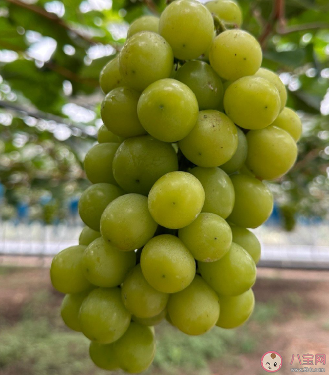 为什么阳光玫瑰变便宜也变难吃了 阳光玫瑰是如何传入中国的