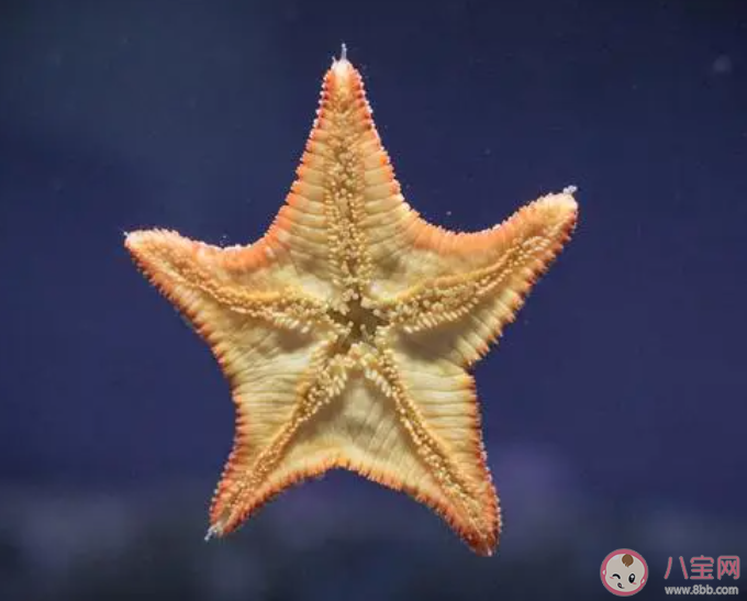 你知道吗海星有眼睛长在哪 神奇海洋10月23日答案