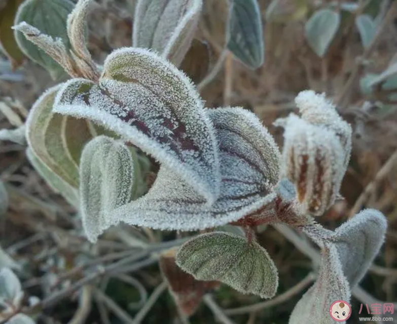 诗句风卷青云尽空天万里霜形容的是哪个节气 蚂蚁庄园10月23日答案