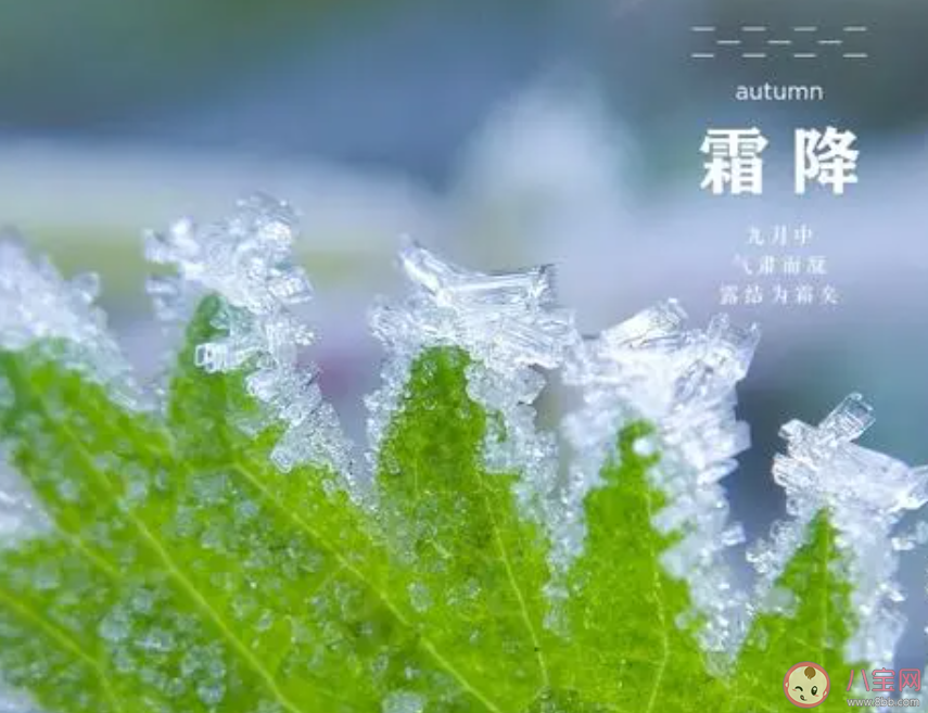 诗句风卷青云尽空天万里霜形容的是哪个节气 蚂蚁庄园10月23日答案