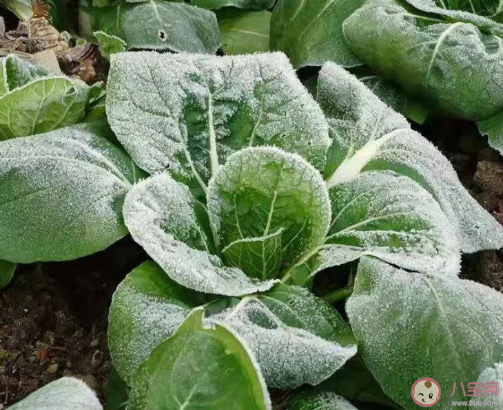 俗话说霜打的青菜分外甜猜猜是为什么 蚂蚁庄园10月23日答案