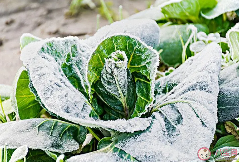 俗话说霜打的青菜分外甜猜猜是为什么 蚂蚁庄园10月23日答案