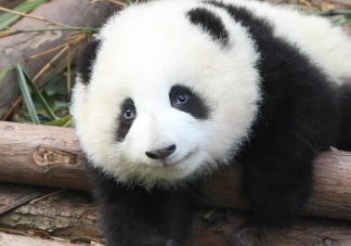 花花挣的工资有一大半是委屈费 熊猫能听懂人说的话吗