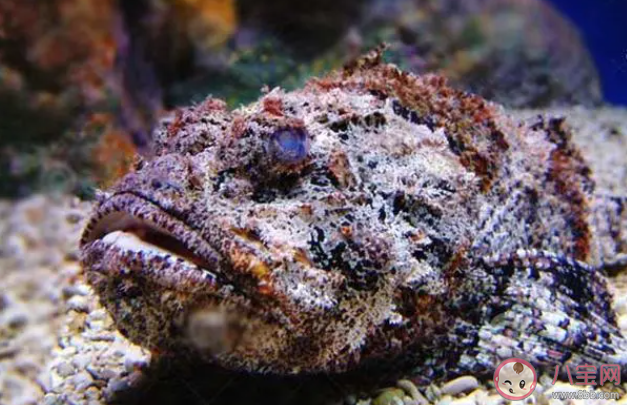 以下哪种海洋鱼类会伪装成石头捕猎 神奇海洋10月25日答案