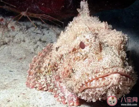 以下哪种海洋鱼类会伪装成石头捕猎 神奇海洋10月25日答案