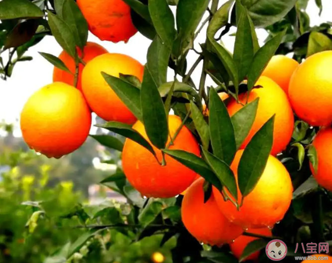 以下哪句诗描写的是秋末冬初的美景 蚂蚁庄园10月27日答案