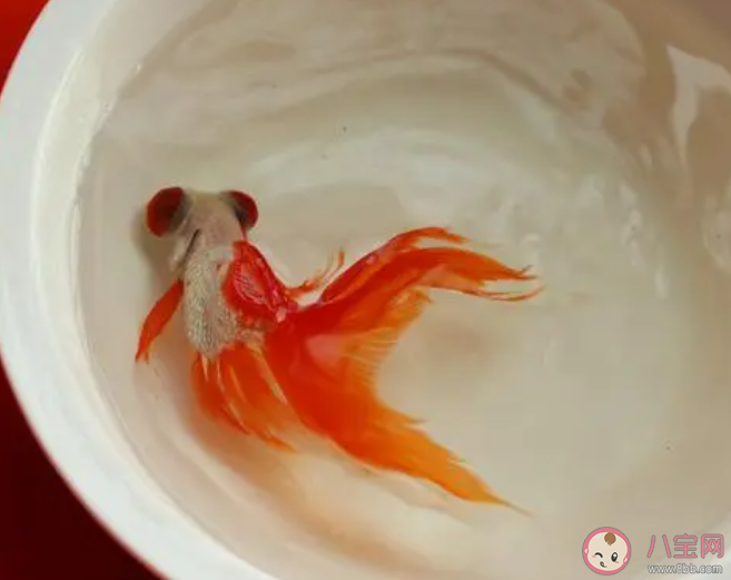 有人说金鱼喂食时不能喂太多会撑死这是真的吗 蚂蚁庄园10月28日答案