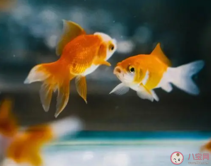 有人说金鱼喂食时不能喂太多会撑死这是真的吗 蚂蚁庄园10月28日答案