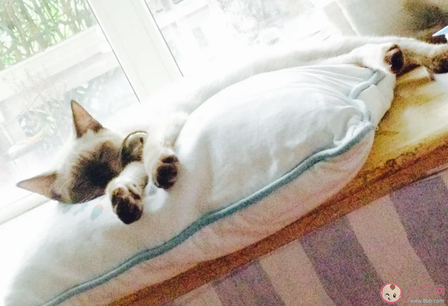 午睡20分钟健康获益大 午睡能睡很长时间吗 午睡20分钟健康获益大 午睡能睡很长时间吗