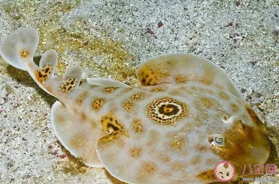 海洋中的电鳐鱼在放电时会电伤自己吗 神奇海洋10月30日答案