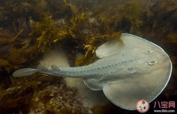 海洋中的电鳐鱼在放电时会电伤自己吗 神奇海洋10月30日答案