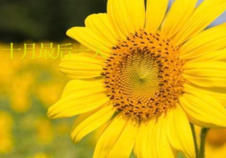 2023十月最后一天的图片说说最新 十月过完了怎么发朋友圈