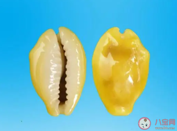 以下哪种海贝在古代曾被广泛用作钱币 神奇海洋11月1日答案 以下哪种海贝在古代曾被广泛用作钱币 神奇海洋11月1日答案