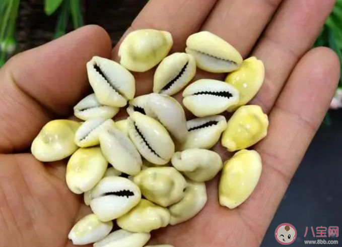 以下哪种海贝在古代曾被广泛用作钱币 神奇海洋11月1日答案 以下哪种海贝在古代曾被广泛用作钱币 神奇海洋11月1日答案