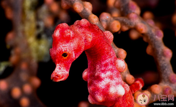 以下哪种海马是海马家族中的小不点 神奇海洋11月2日答案 以下哪种海马是海马家族中的小不点 神奇海洋11月2日答案