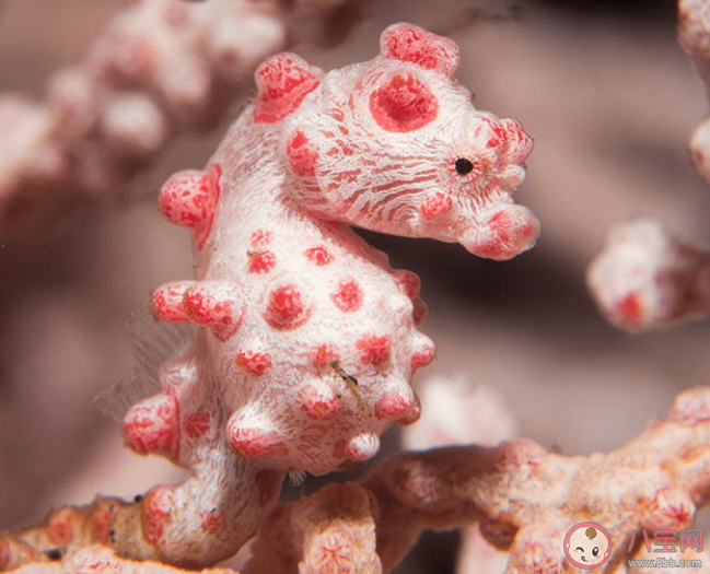 以下哪种海马是海马家族中的小不点 神奇海洋11月2日答案 以下哪种海马是海马家族中的小不点 神奇海洋11月2日答案