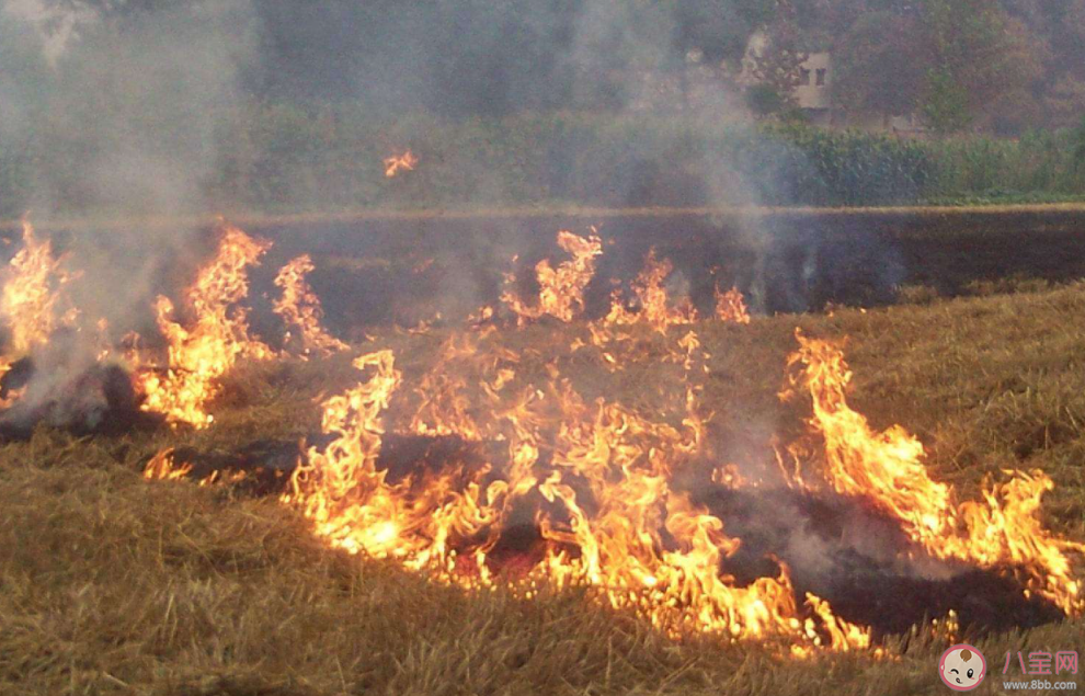 秸秆焚烧引发东北空气重污染 秸秆焚烧会带来什么影响