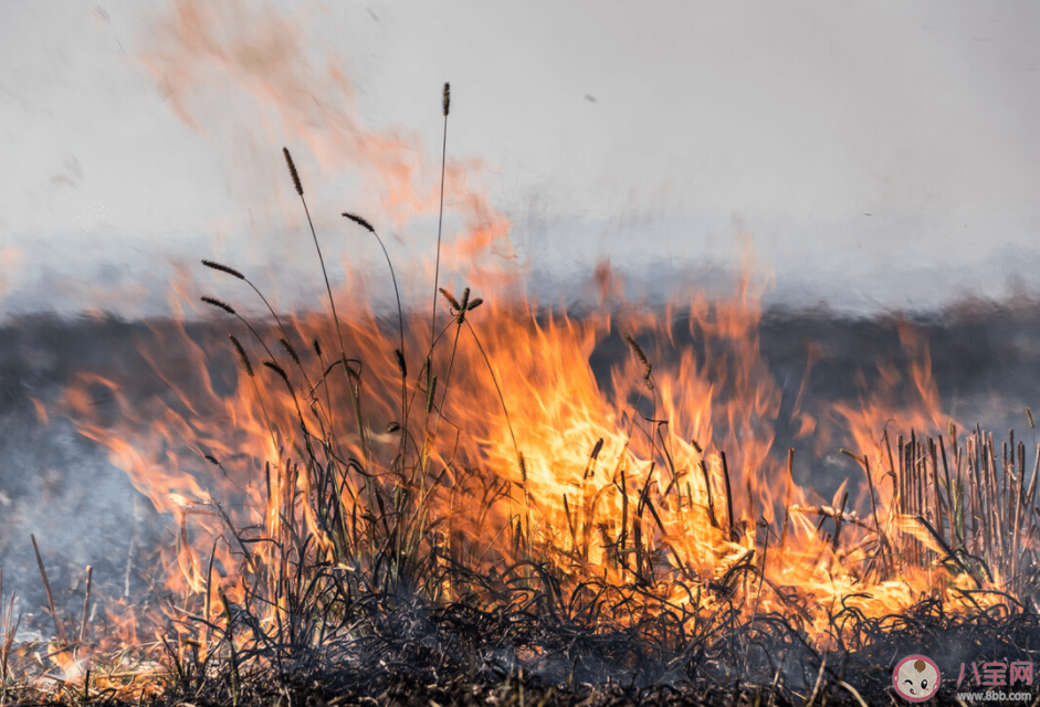 秸秆焚烧引发东北空气重污染 秸秆焚烧会带来什么影响