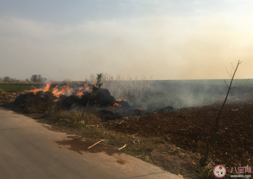 秸秆焚烧引发东北空气重污染 秸秆焚烧会带来什么影响