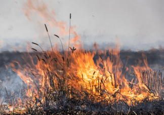 秸秆焚烧引发东北空气重污染 秸秆焚烧会带来什么影响