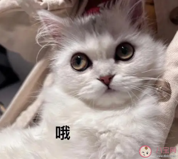 研究发现猫有276种表情 猫猫高兴的时候是怎样的 研究发现猫有276种表情 猫猫高兴的时候是怎样的