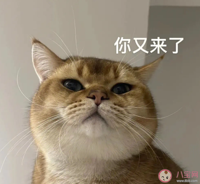 研究发现猫有276种表情 猫猫高兴的时候是怎样的 研究发现猫有276种表情 猫猫高兴的时候是怎样的