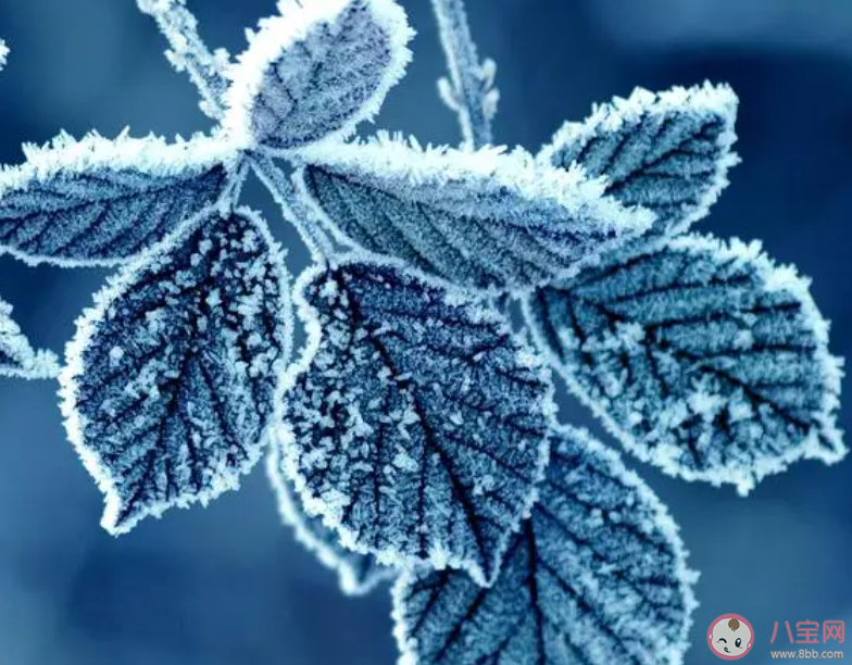 以下哪一项是秋冬季节危害农作物的气象灾害 蚂蚁庄园11月7日答案