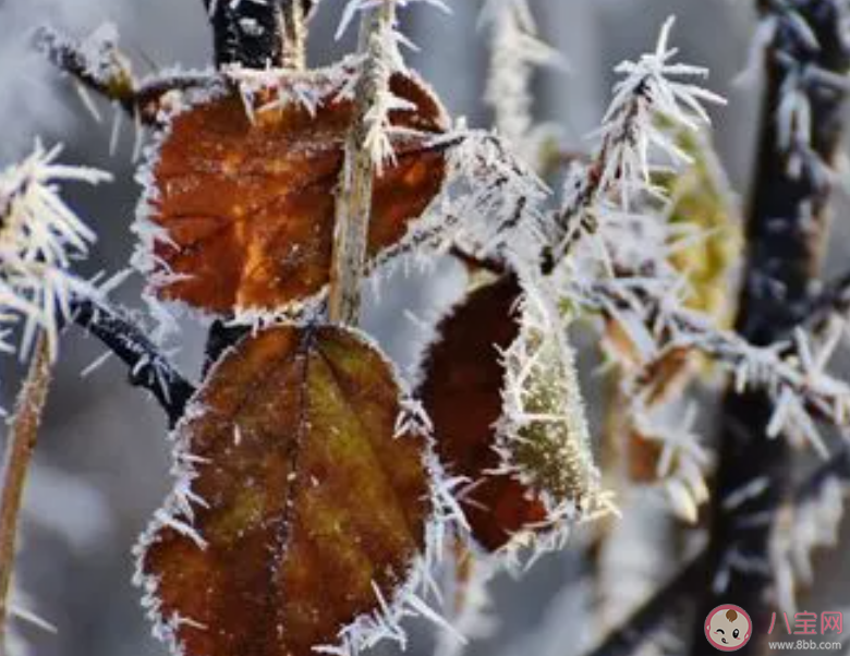 以下哪一项是秋冬季节危害农作物的气象灾害 蚂蚁庄园11月7日答案